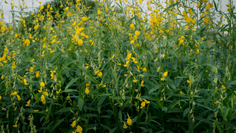 Crotalaria Ochroleuca Agrotech